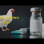 কবুতরের জন্য মুরগির ভ্যাকসিন ব্যবহার করা নিয়ে সচেতনতা বাড়ানো অত্যন্ত গুরুত্বপূর্ণ।