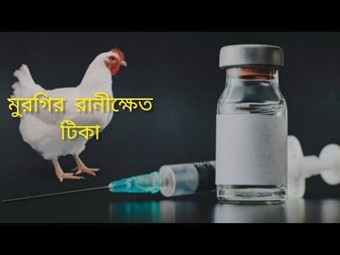 কবুতরের জন্য মুরগির ভ্যাকসিন ব্যবহার করা নিয়ে সচেতনতা বাড়ানো অত্যন্ত গুরুত্বপূর্ণ।