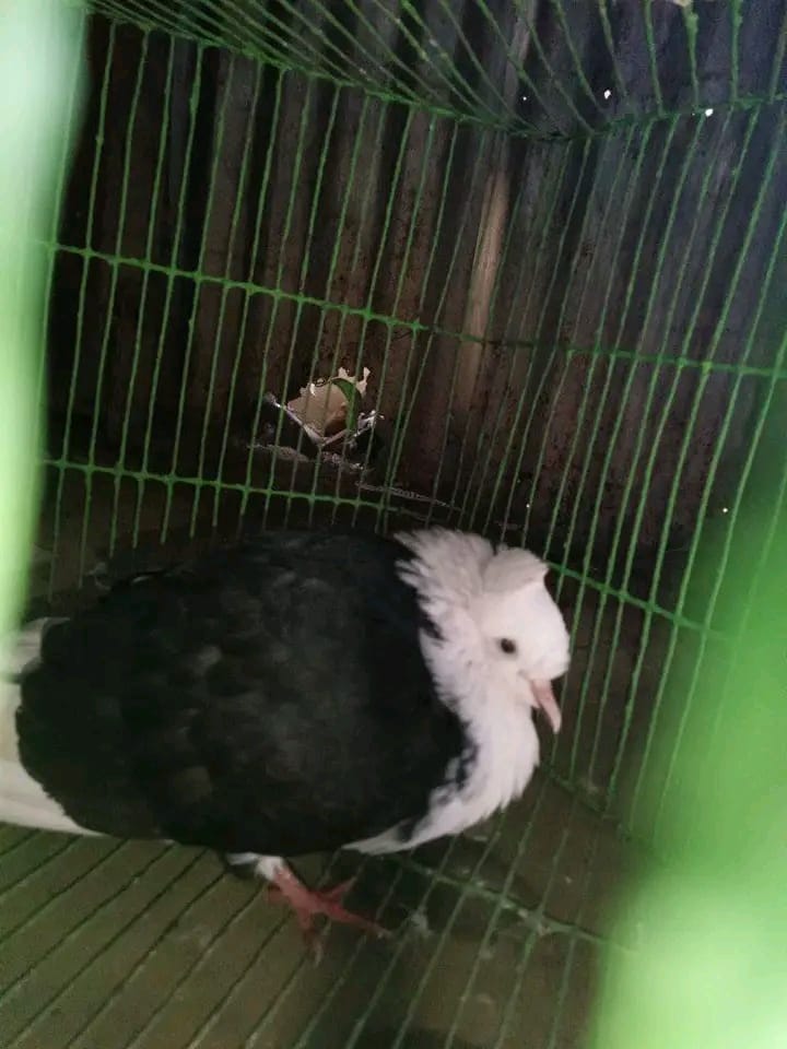 কবুতরের সালমোনিল্লা রোগ: কারণ, লক্ষণ ও চিকিৎসা