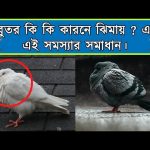 ভাই কবুতর ঝিমায় কি করবো? এই প্রশ্ন সবার