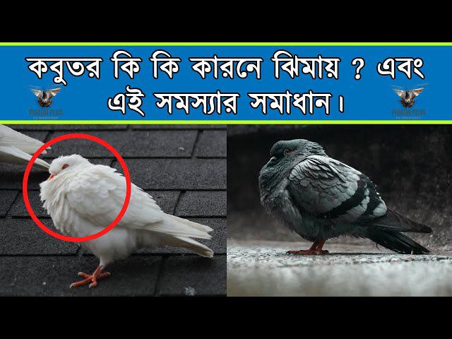 ভাই কবুতর ঝিমায় কি করবো? এই প্রশ্ন সবার